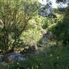 flora in una cava canicattinese